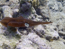 IMG 4168 Caribbean Reef Squid